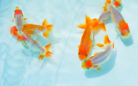 追求自我实现与苛求完美