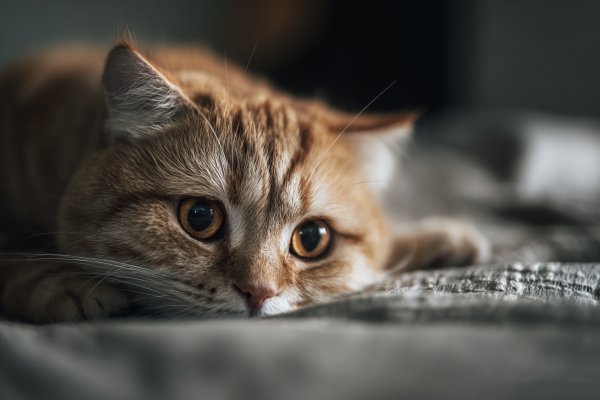 强迫症对立消极观念的调节