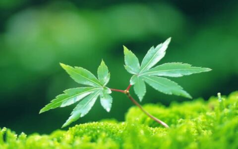 心理疾病的深层原因再探究