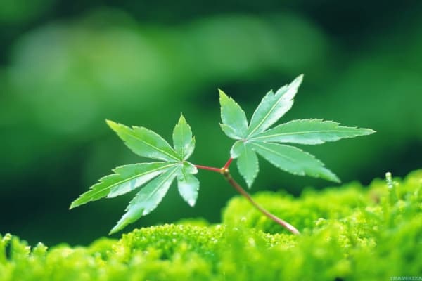 心理疾病的深层原因再探究